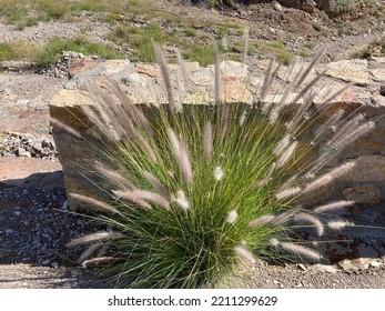 Fountain Grass In The Franklin Mountains