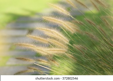 Fountain Grass (Pennisetum Setaceum)