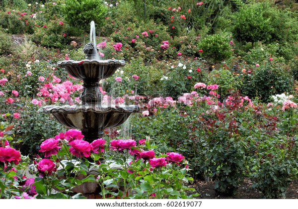 Fountain International Rose Test Garden Located Stock Photo Edit