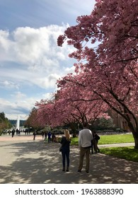 Fountain In The University Of Washington Is Seattle And The Cherry Bloom Trees In The Spring.