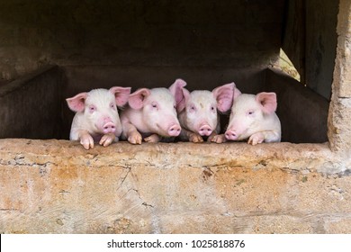 Four adorable young pink pigs standing in a row with trotters on pen window sill watching 