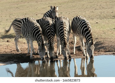 Four African plains zebras are standing in a line to quench their thirst at a waterhole in Addo Park in South Africa, reflecting in the calm water. A fifth is alert and watching out for danger. 