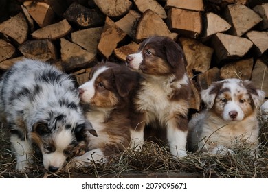Four aussie puppies blue merle and red tricolor are best friends and littermates. Litter of Australian Shepherd puppies. To raise dogs in village in fresh air. Hay and logs in background.
