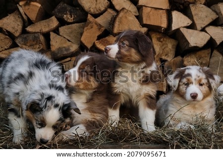 Four aussie puppies blue merle and red tricolor are best friends and littermates. Litter of Australian Shepherd puppies. To raise dogs in village in fresh air. Hay and logs in background.