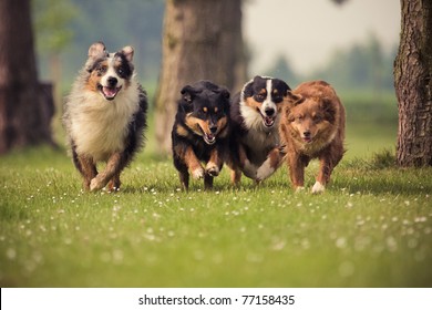 four Australian Shepherd running over the lawn