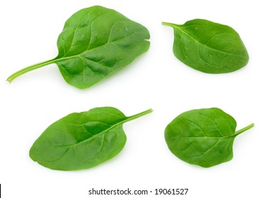 Four Baby Spinach Leaves In Isolated White Background