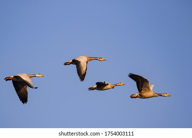 Four bar headed geese flying in a symmetry with blue sky in the background at Jawai, Rajasthan in India