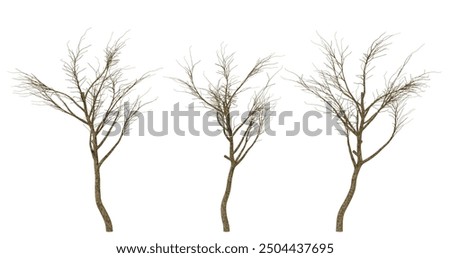 Four bare tree branches isolated on transparent background. Tree branches without leaves. spooky, autumn, fall, halloween, dead, nature.