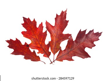 Four Beautiful Autumn Leaves Red Oak Stock Photo 284597129 | Shutterstock