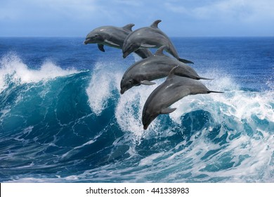 Four beautiful dolphins jumping over breaking waves. Hawaii Pacific Ocean wildlife scenery. Marine animals in natural habitat.