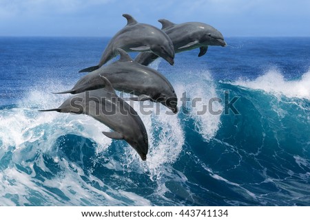 Four beautiful dolphins jumping over breaking waves. Hawaii Pacific Ocean wildlife scenery. Marine animals in natural habitat.