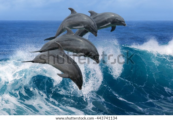 Four beautiful dolphins jumping over breaking\
waves. Hawaii Pacific Ocean wildlife scenery. Marine animals in\
natural habitat.