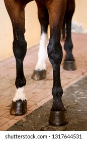 Four beautiful hooves of a show jumper horse before the open air race. Healthy horse feet of a show jumper horse