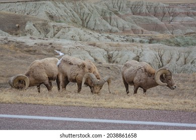 Four Big Horn Sheep On The Side Of The Road