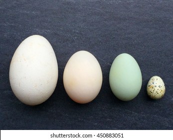 Four Bird Eggs In A Row Arranged From Largest To Smallest Size On A Dark Background With Space For Text. Goose Egg, Duck Egg, Blue Duck Egg And Guinea Fowl Egg.