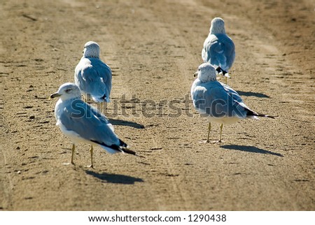 Four Birds on Beach