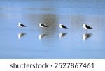 "Four birds stand in a straight line on the calm, blue sea, creating a peaceful and serene scene. The still water and quiet atmosphere highlight the harmony of nature