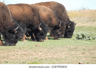 Four Bison Grazing At Park