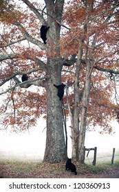 Four black bear cubs climb a tree in Smoky Mountain National Park