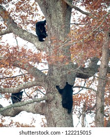 Four black bear cubs climb a tree in Smoky Mountain National Park