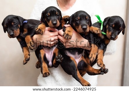four black Doberman puppies in the hands of the hostess. purebred puppies, offspring, procreation, breeder of parody types of dogs