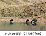 Four black free horses drinking on the shore of the Pic d