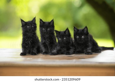 four black maine coon kittens posing outdoors together