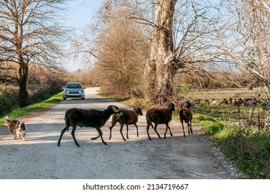 Four Black Sheep Cross A Dirt Road Blocking Traffic