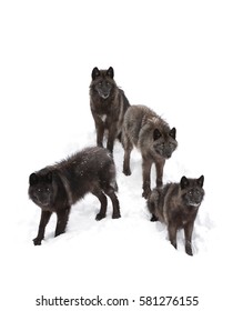 Four Black wolves isolated on white background standing in the winter snow in Canada