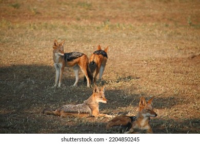 Four Black-Back Jackals On The Open Plains