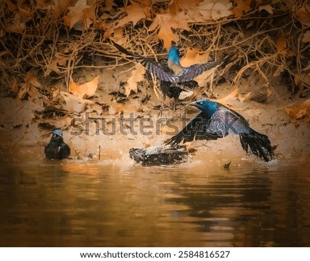 Image, Stock Photo Starling looks out of the breeding den