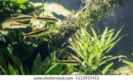 Four Blackline Rasbora Fish swimming between the algae