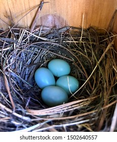 Four Bluebird Eggs In A Nestbox