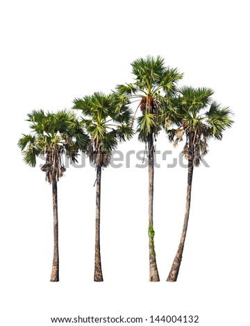 Four borassus flabellifer trees, known by several common names, including Asian Palmyra palm, Toddy palm, Sugar palm, or Cambodian palm, tropical tree in Thailand isolated on white background