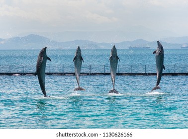 four bottle-nose dolphins coming out of the sea