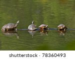 Four Box Turtles sunning on a log in the water.