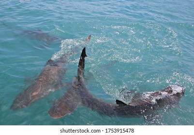 Four Bronze Whaler Sharks Swimming At The Surface