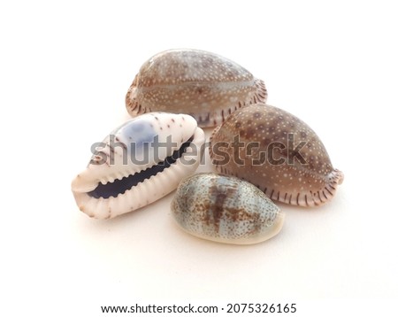 four Brown and bedge Cowrie sea shells isolated on a white background 