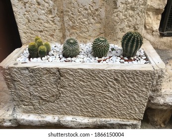 Four Cacti Of Various Kinds Planted In A Limestone Rectangular Flowerbed With White Gravel, Outdoor In Provence