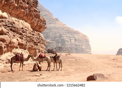 Four Camels In Wadi Rum Desert, Jordan