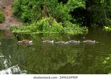 Four Canada Geese goslings swim behind their mother in a pond during summer. - Powered by Shutterstock