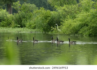 Four Canada Geese goslings swim behind their mother in a pond during summer. - Powered by Shutterstock