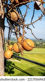 Four Cannonball Fruits Hanging From The Blur View Of Branches, And Other Fruit Above And Green Field From Afar 