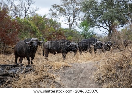 Four Cape buffalo grazing in the African bush. 