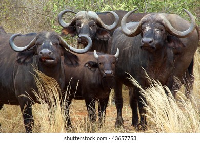 Four Cape Buffalo Staring In Africa