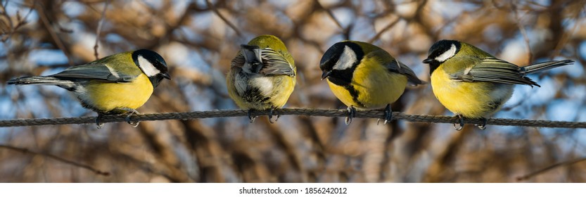 Four chickadee birds perch on a tree branch in winter. Close-up, selective focus. Panoramic view