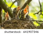 Four chicks in a nest on a tree branch in spring in sunlight closeup