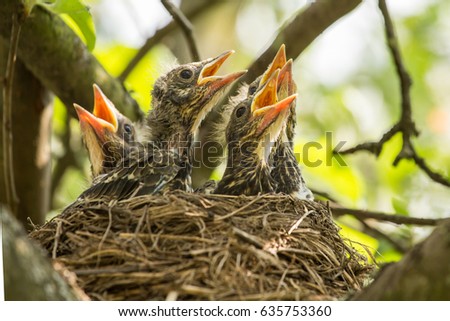 Four chicks in a nest on a tree branch in spring in sunlight