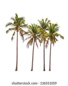 Four coconut palm trees isolated on white background
