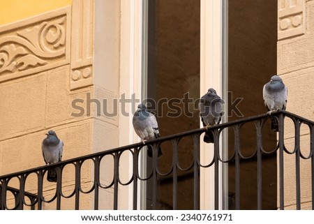 Four colorful pigeons looking and gossiping about what is happening below them perched on the edge of an old wrought iron fence from a balcony of a house with floral modernist motifs on its facade